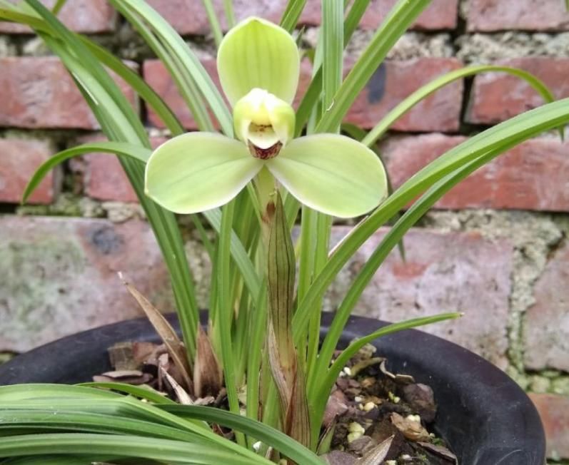 窗台盆栽养国兰小技巧:这2方面到位,打理省心又效果好