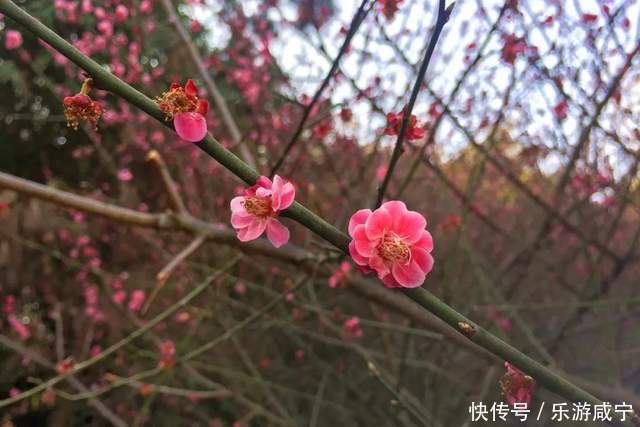 元宵节，带着你的“李焕英”“云”赏花吧！|春暖花开醉咸宁① |元宵节，带着你的“李焕英”“云”赏花吧！\＂,\＂i12\＂:\＂春暖花开醉咸宁①