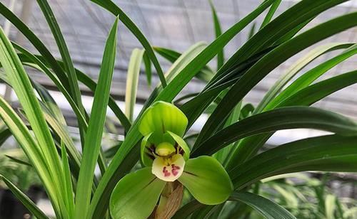  兰花|开花“奇香”的铭品兰花，花色翠绿，花型饱满大气，新手养兰首选