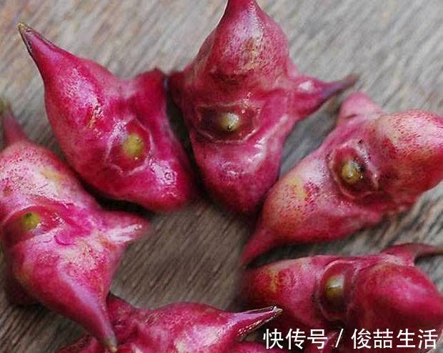 阳荷|奇怪的山野菜,就是去了山里也不一定认出来