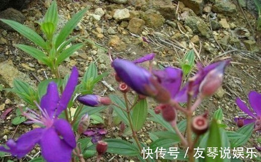 消食止痢|农村有这么一种漂亮的野果，好吃又可以泡酒，还是庭院盆栽植物！