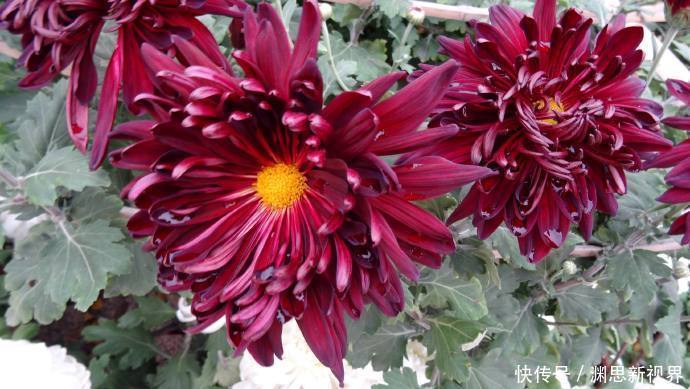 墨荷|喜欢菊花，首选“十大名菊”墨荷，似荷花入墨池，端庄稳重！