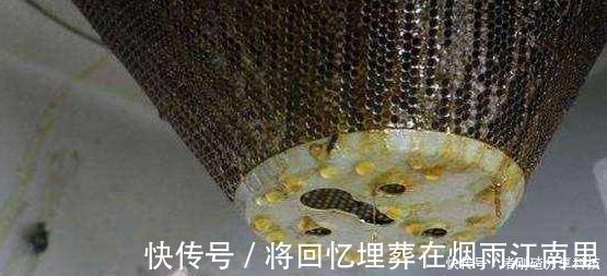 绿油油|家里油烟机的废油别再丢了,用它养绿萝,叶片长得又多又亮