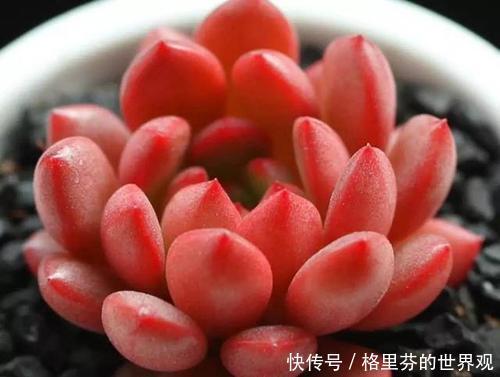 多肉红宝石,颜值超高的,怎么起来很简单,注意几点就好