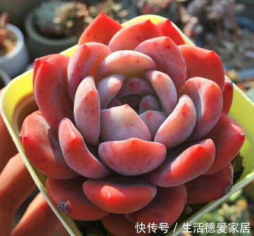 想要橙梦露|12月养一盆橙梦露,低温刺激半个月,颜色温暖迷人,值得拥有!