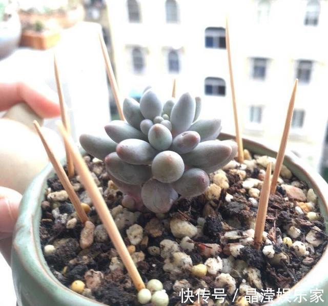 多肉|养多肉的盆土板结硬邦邦不想换盆怎么办一根牙签，一根吸管搞定
