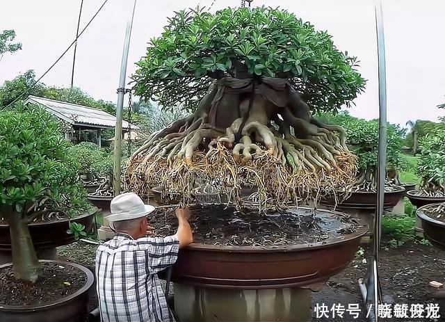 观赏价值|沙漠玫瑰怎么养沙漠玫瑰盆栽的养殖方法和注意事项