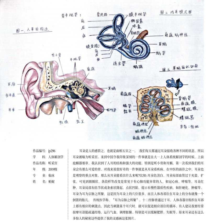 绘图@“医”笔生花！遵医学子医学绘图作品欣赏（6）