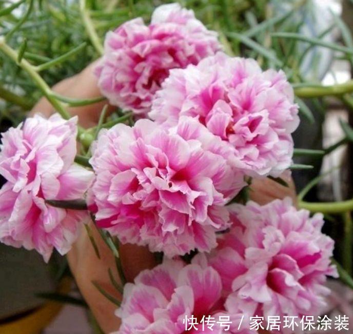 4种花养家里,开花不断,特别好养,新手也能养很好