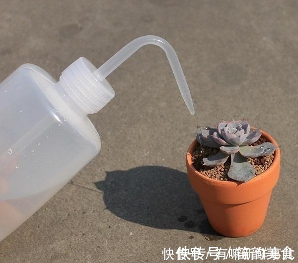 多肉半死不活，浇水也不行教你3招，吹气般的胖起来！