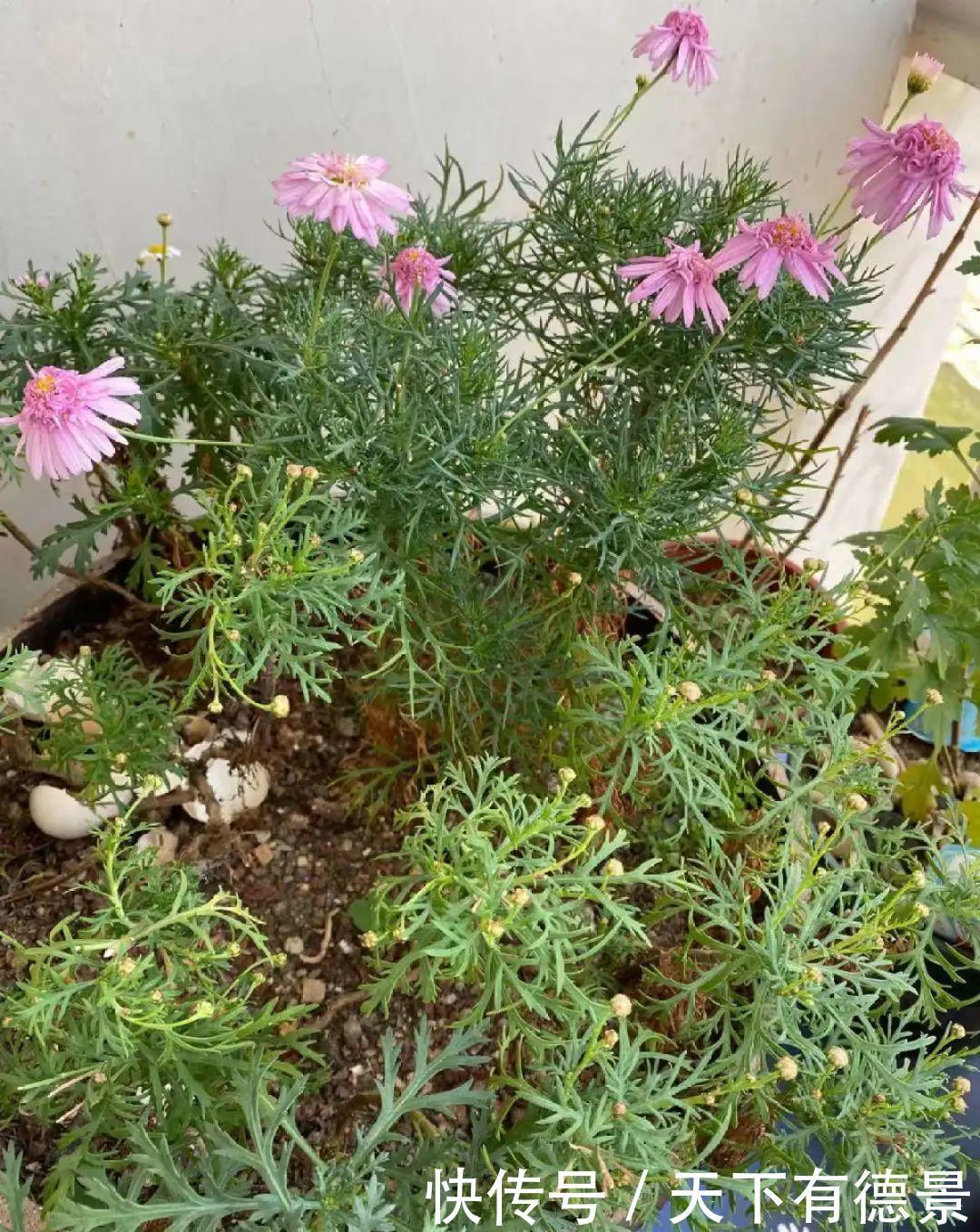 天晴|5种花最怕下雨，淋雨叶子长斑点，赶紧搬进屋