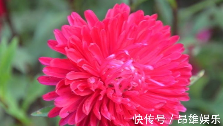 好心情|厕所摆上3种花,不但净化空气,还能驱赶蚊虫,上厕所有个好心情