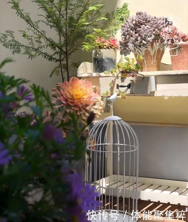 在茜的多肉小院里,花时间种快乐!在茜的多肉小院里,花时间种快乐!