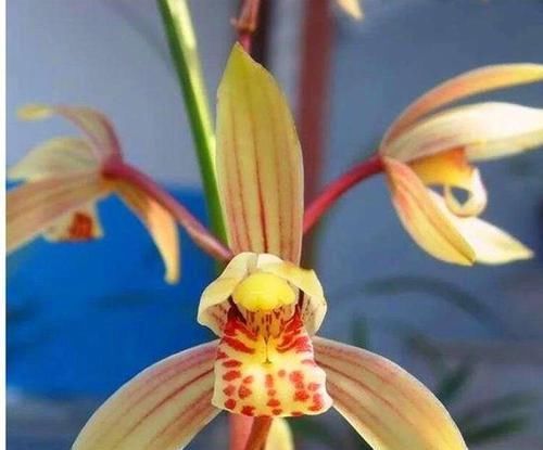 叶片|建兰铭品“八宝奇珍”,香味扑鼻,叶片顶级,养护简单,物美价廉