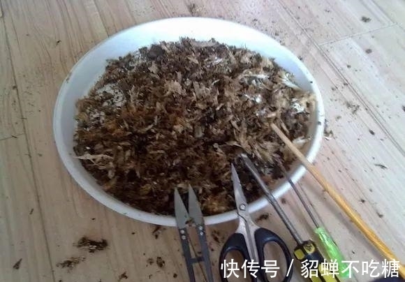 秋冬发财树怎么养？知道这4点就够了，保证枝繁叶茂