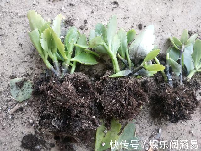 夏天|10种不能淋雨的花,淋完雨就死,盆栽养花注意事项