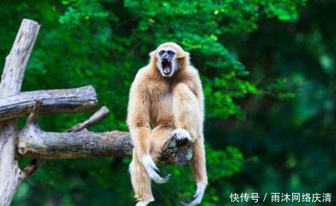 打开|秦始皇祖母墓打开后,专家获得重大发现,里边存有绝迹多年的动物