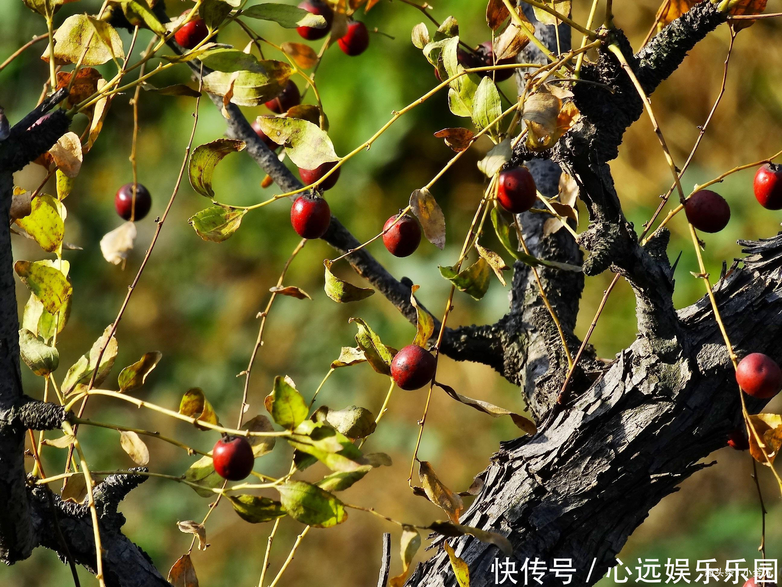 心虚|治失眠最出名的一味药,10张中医方,9张有它,失眠朋友得救了!