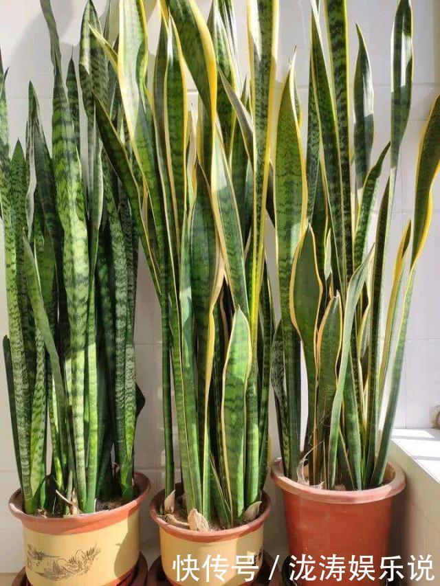 花盆|她养的虎皮兰，三年长到2米高，秘诀只有2个，花友虎皮兰巨无霸