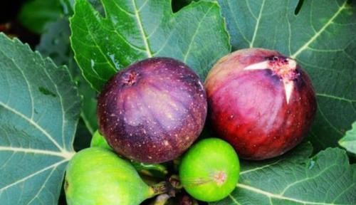 食物|肝脏“喜欢”的6种食物,每天吃一些,给身体排毒,肝脏更健康