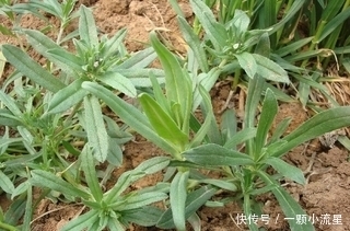 二羟乙胺|这三大野菜，看着是草，吃着是宝，清热解毒、润肺止咳、降低血压
