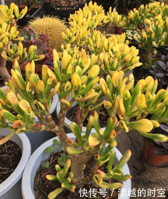 植株|3种花自带“财气”，家里养一盆，财源广进、日子越来越红火