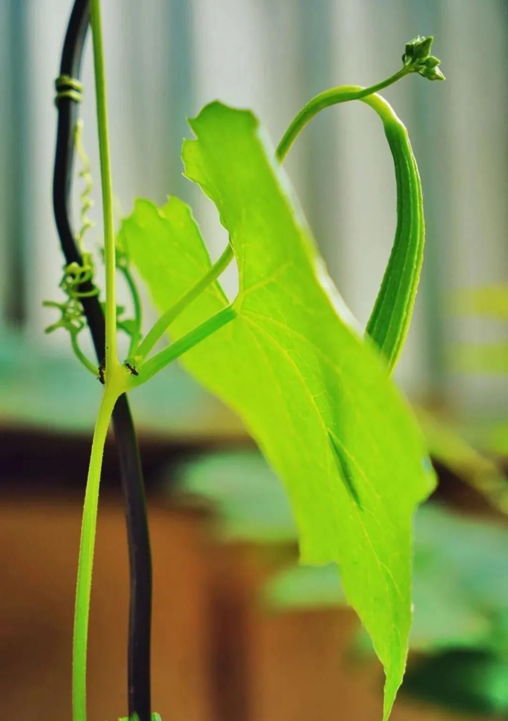 等我老了以后,找个小院陪你养花种菜!