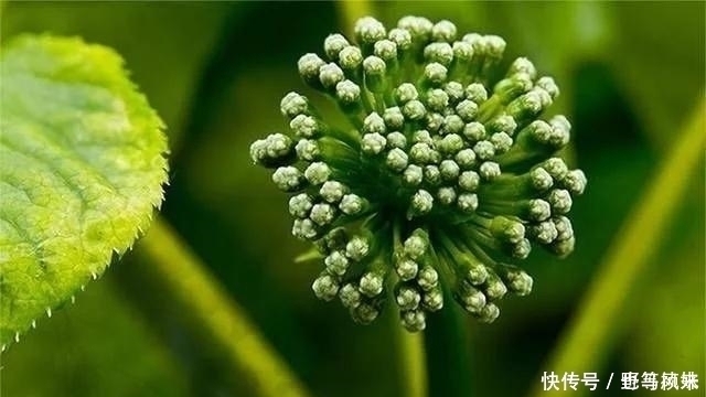 肾乃|李时珍枸杞与它是“绝配”,坚持用3物泡水喝,归还阳气