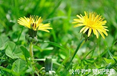 生活环境|坚持用蒲公英泡水喝,1个月之后身体会怎么样