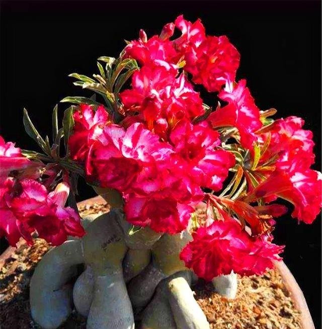 沙漠玫瑰有“4怕”,难怪不开花总烂根,学会了1年花开10个月