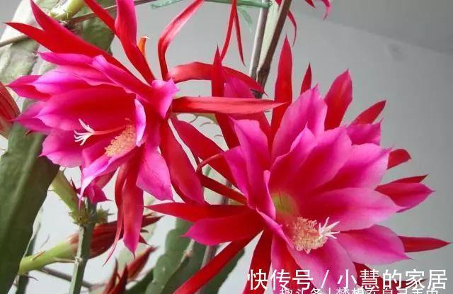 四季海棠|阳台别空着，养4种花，活脱脱像一小花园，看完我也想养！