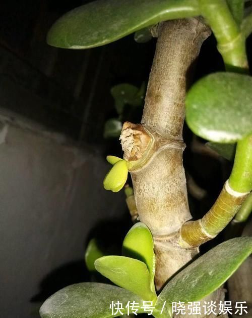 大腿|养了20年的玉树,杆子比大腿还粗,满树白花跟下雪了一样