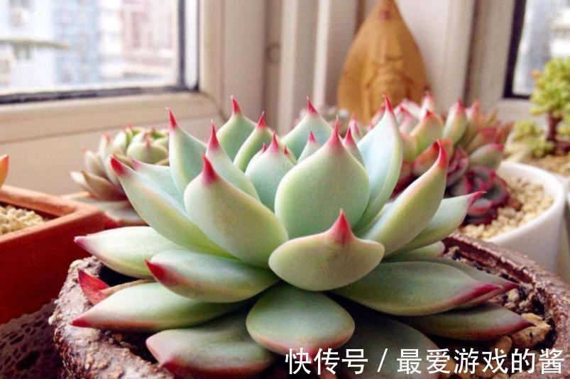 寒冬腊月,养多肉如何浇水?看看养花高手怎么说