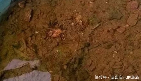 手掌|妈妈养铜钱草年年用这1招，养出来的铜钱草爆满盆，叶子比手掌大