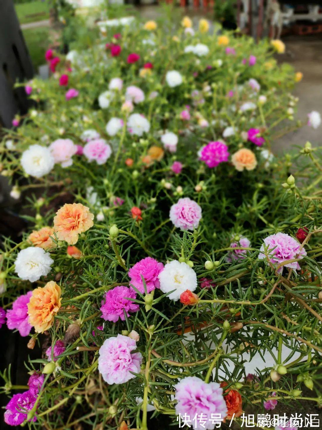 30种夏天花,热不死、晒不死,大半年都开花,还没病虫害