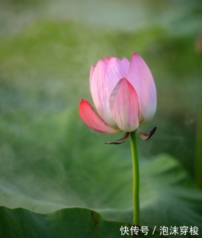 木火相生局|进入9月份，迎来开门红，4属相吉星进门，日子越来越旺