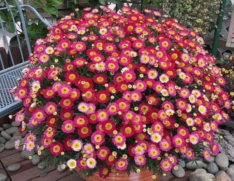 别养绿萝多肉了，此盆栽花好养更漂亮，四季开花爆盆，阳台变花海