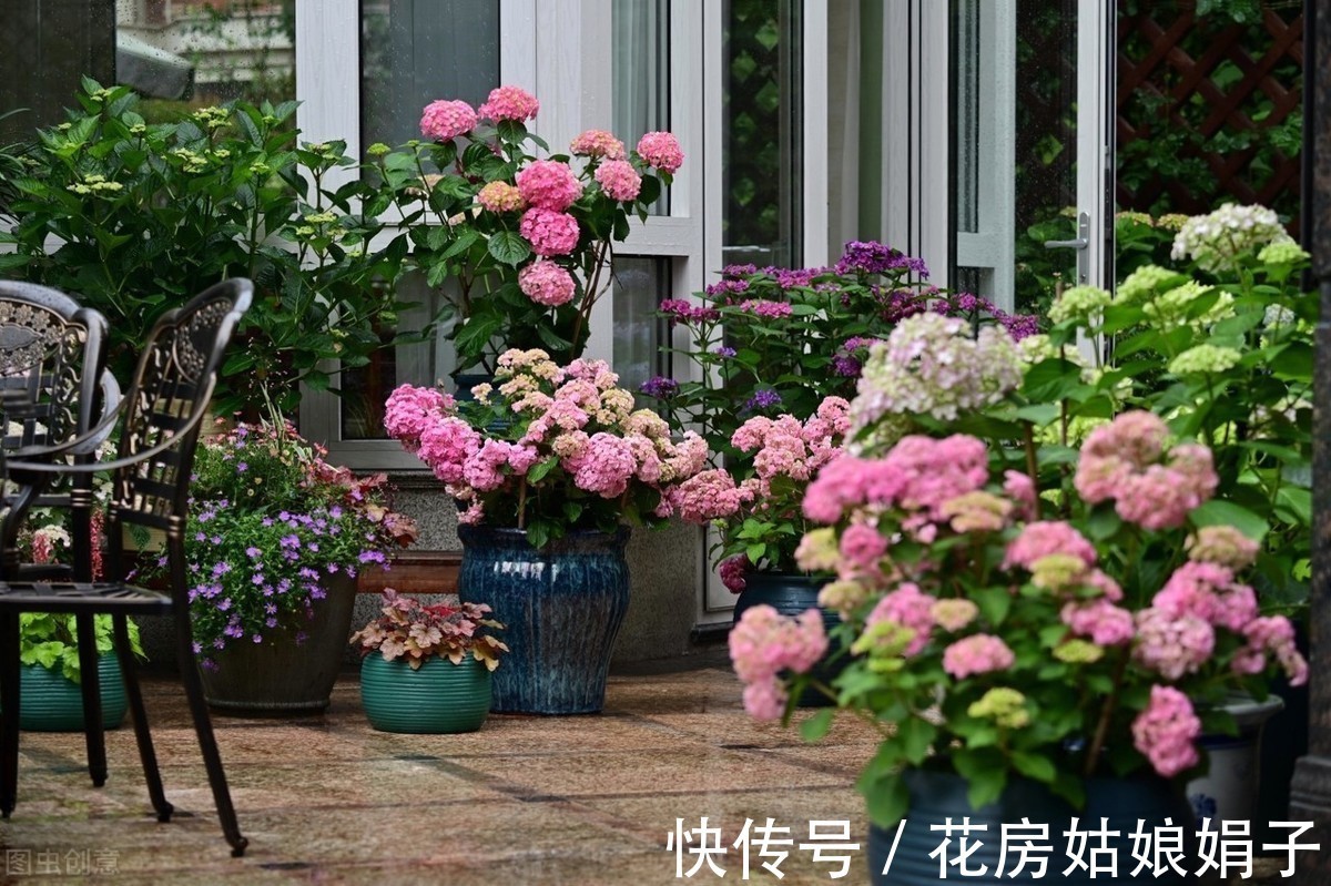 光照|夏天高温，这些花换个位置，阴凉通风的环境才生长旺盛，叶绿花多