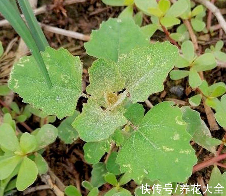 蒲公英|常见的5种野菜，见到了就拔回家，好吃解腻还不花钱