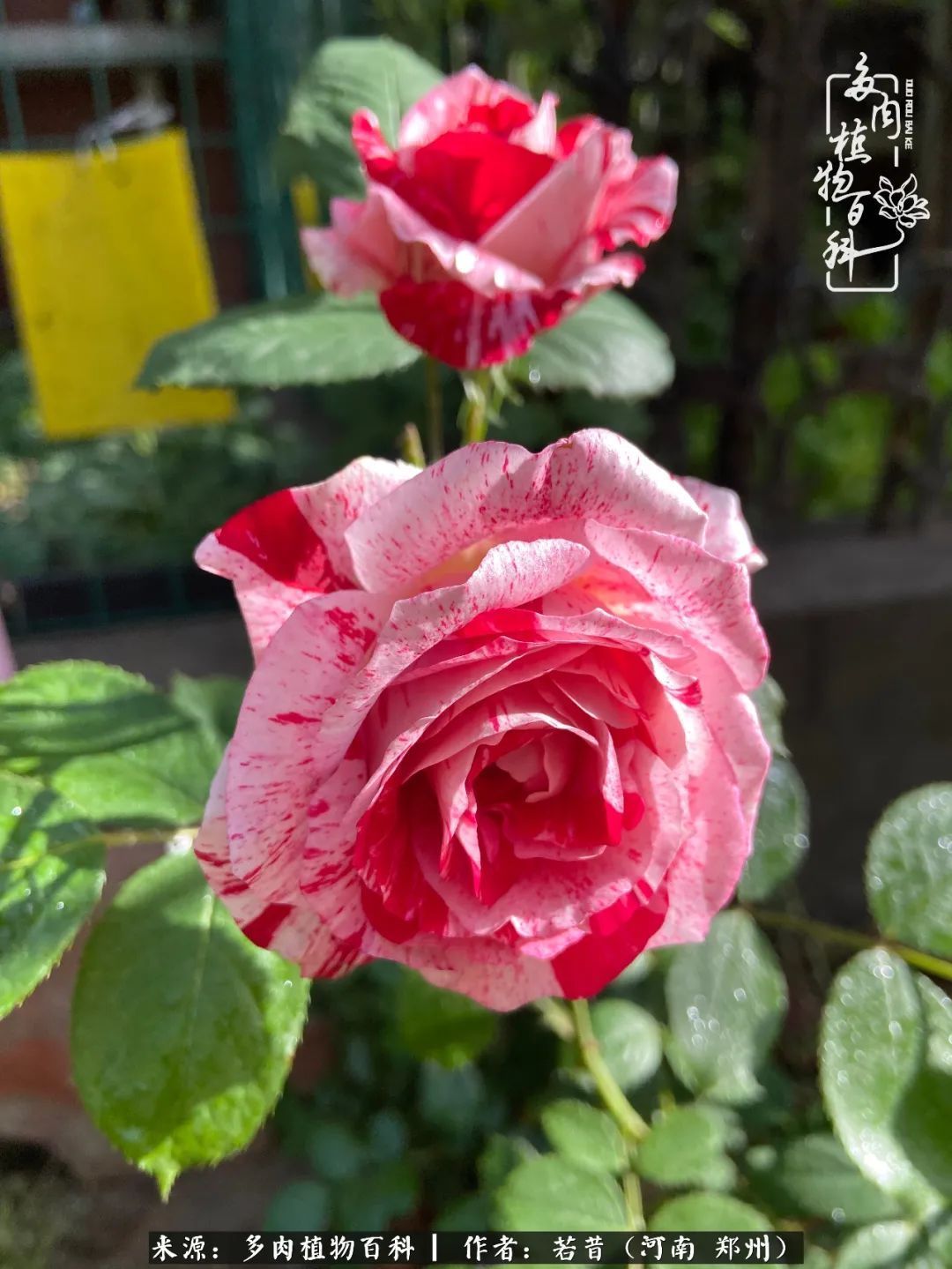 迷你小院儿，种满多肉、花草和蔬果，沉醉在自己的世外桃源！