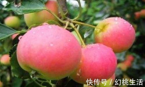 减脂|女性可以坚持吃3种食物,降压减脂,美容瘦身,越吃越年轻!