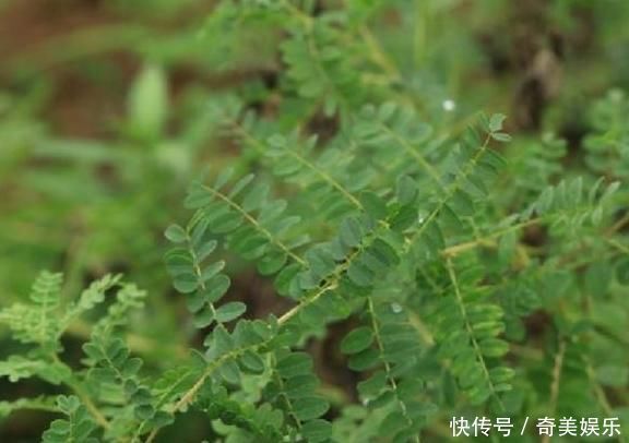 中药材|乡下一种珍贵草,人称“黄人参”,地下根茎是宝贝,看到别忽视