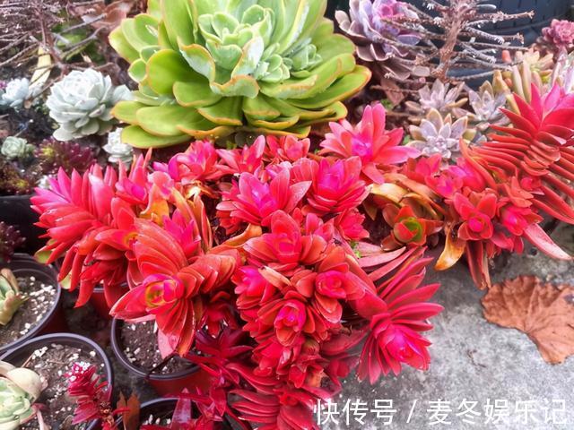 条件|如果有露养的条件,别错过这5款多肉,出了状态红似火漂亮极了
