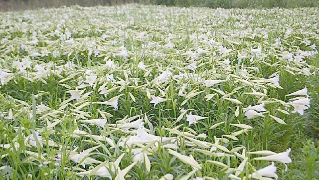 摇钱树|地里种害草,30年前天天吃,满山没人要,如今20元一斤成摇钱树