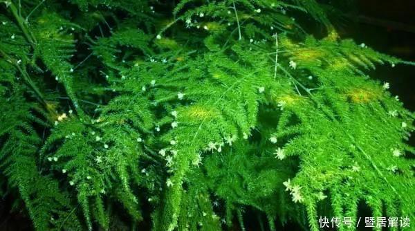 瀑布|常给文竹喝5种水,文竹长成瀑布,且绿油油不黄叶