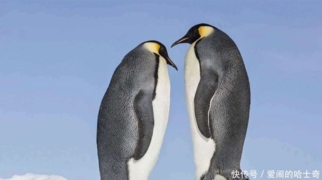 当全网都在催关晓彤给鹿晗庆生时,一场关乎全人类的灾难正悄然降临……