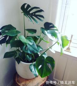 龟背竹|冬天天气干燥，家中摆放这四种盆栽，如同买了一个空气加湿器回来