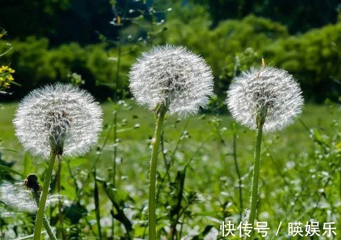 抗衰老|农村这4大野菜,女人吃了抗衰老,男人吃了能降三高,别不懂!