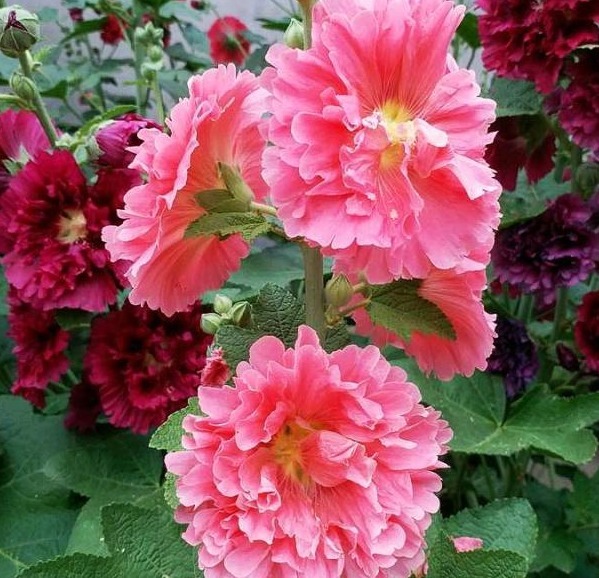 此“花”漂亮不输牡丹,无人养护也能开花,被誉为“养不死”