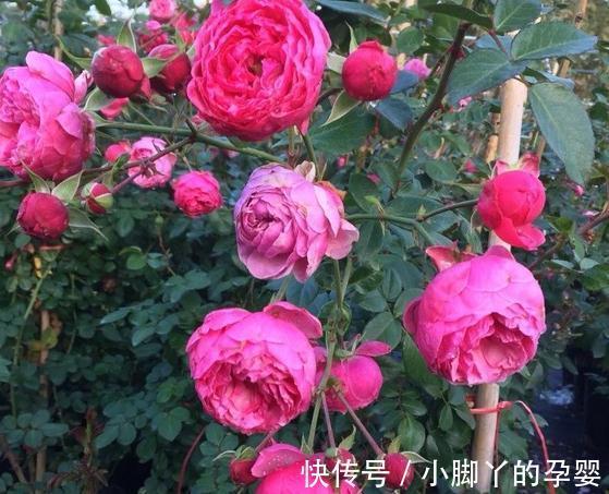 月季笋芽的分叉枝怎么修剪，三种方法，结果全然不同